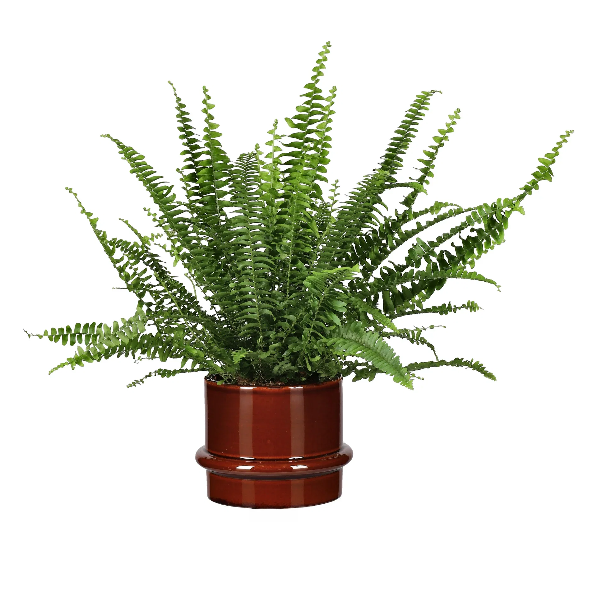 Nephrolepis exaltata 'Green Lady' Bostonbregne Høyde 30 cm