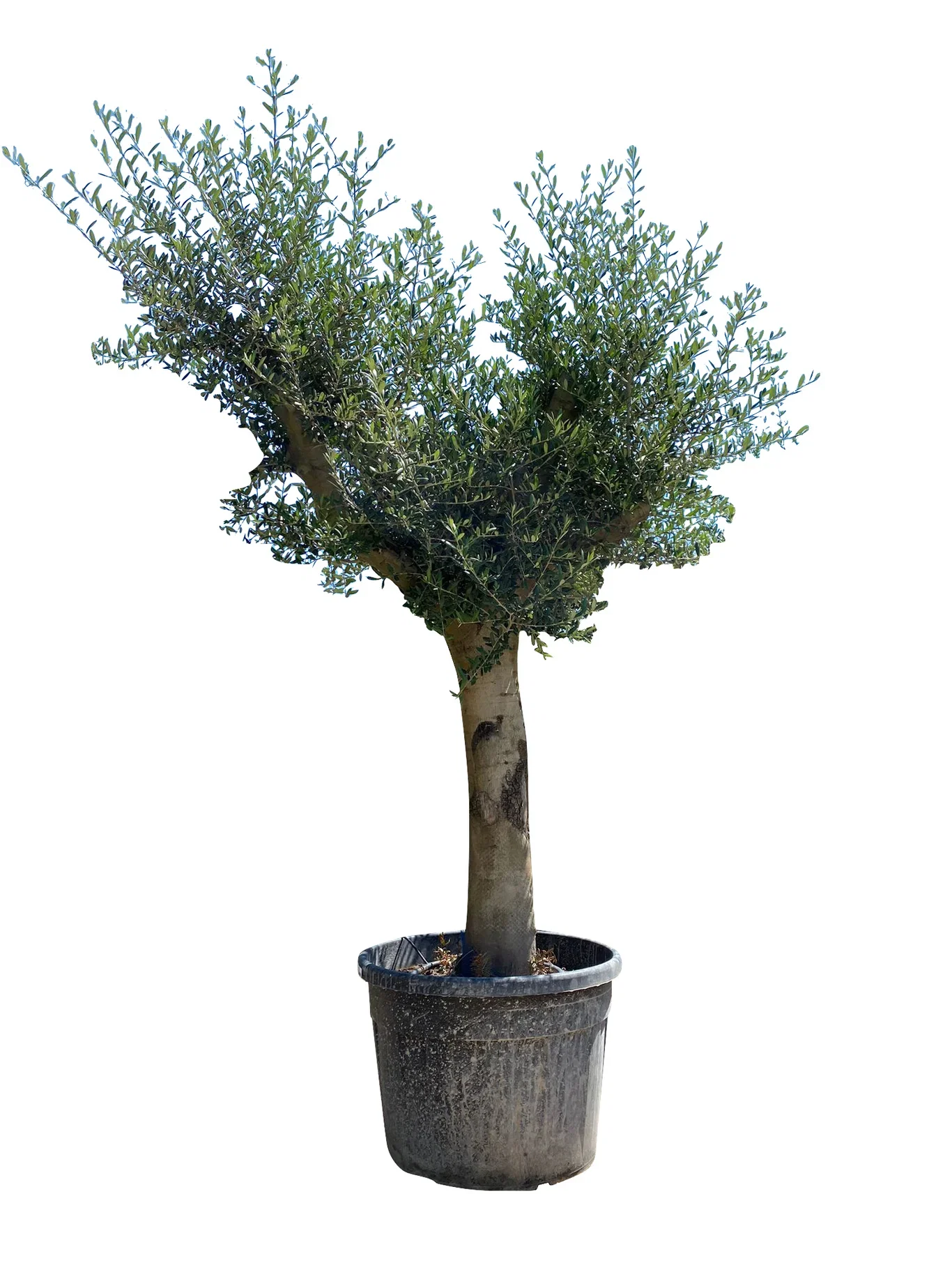 Olea europaea 'Andalucia' high 190 cm Oliventre 'Andalucia' Høyde 220 cm
