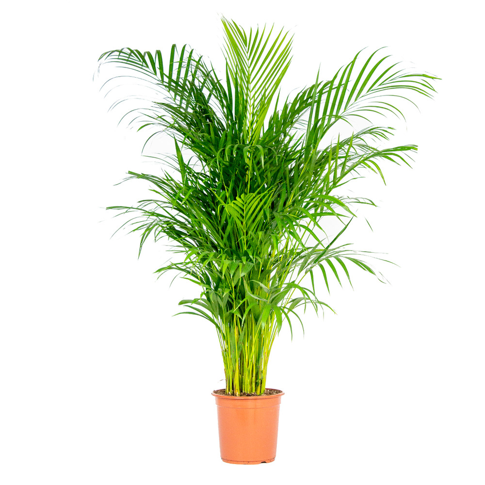 Dypsis lutescens - palmier dorés - plante d'intérieur - entretien facile – ⌀24 cm - ↕120-130 cm
