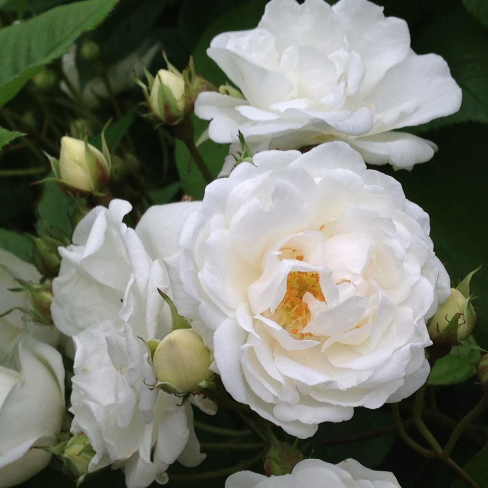 Rosier liane banksiae purezza/rosa liane banksiae purezza[-]pot de 3l - 60/120 cm