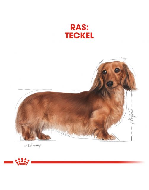 Royal Canin Dachshund Adult - Hondenvoer