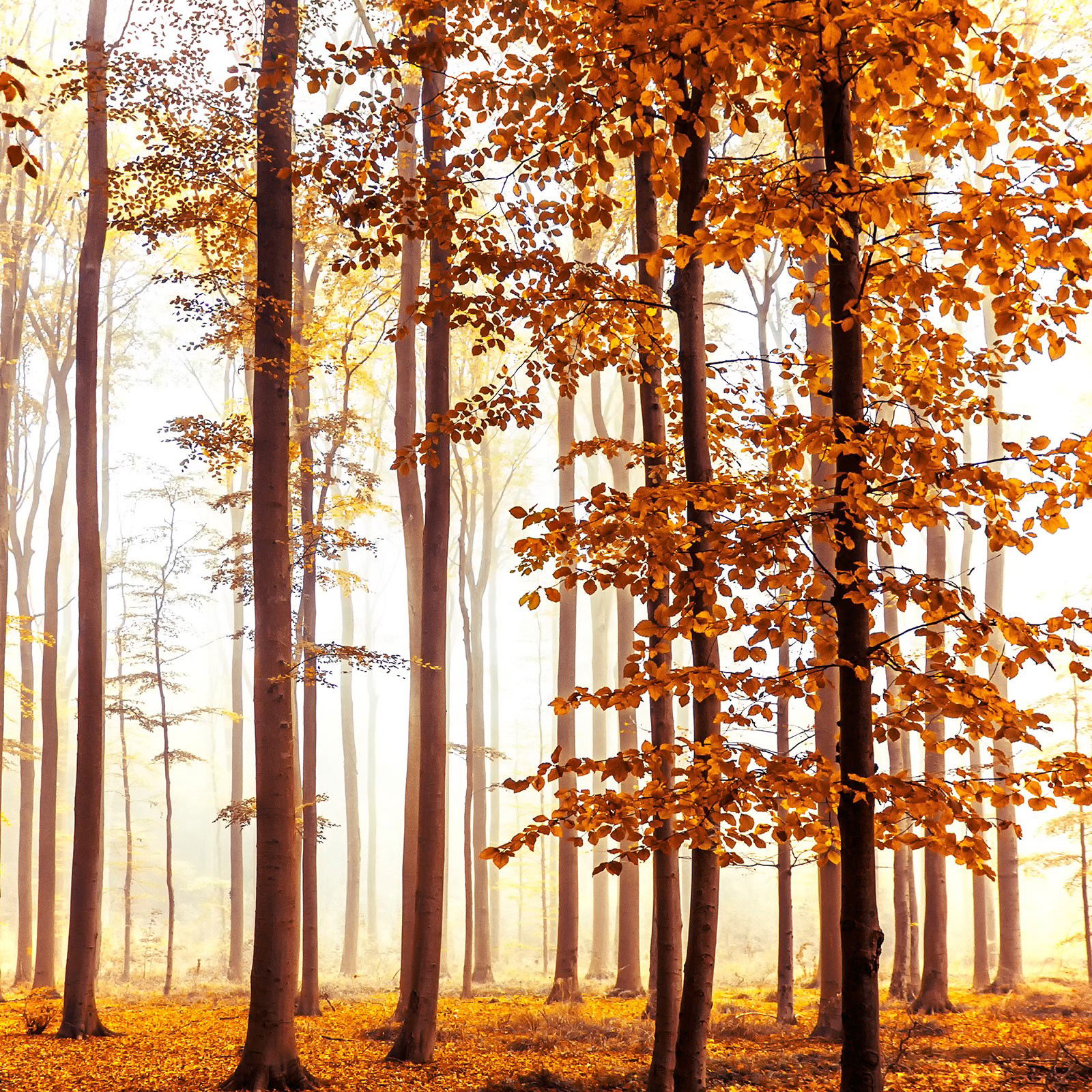 Golden Light by Christiane Steinicke - Open Edition.