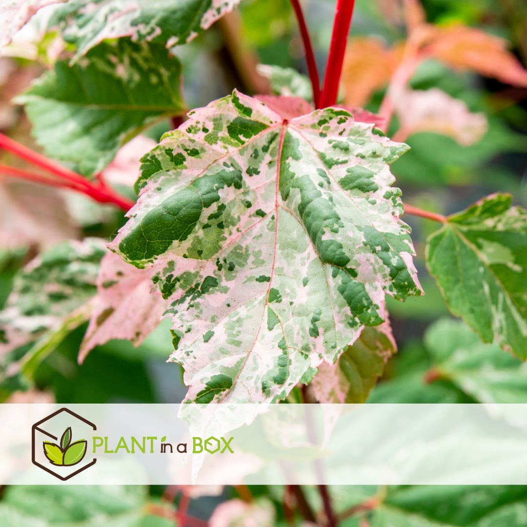 Acer conspicuum 'red flamingo' - erable - lot de 2 - pot 19cm - hauteur 50-60cm