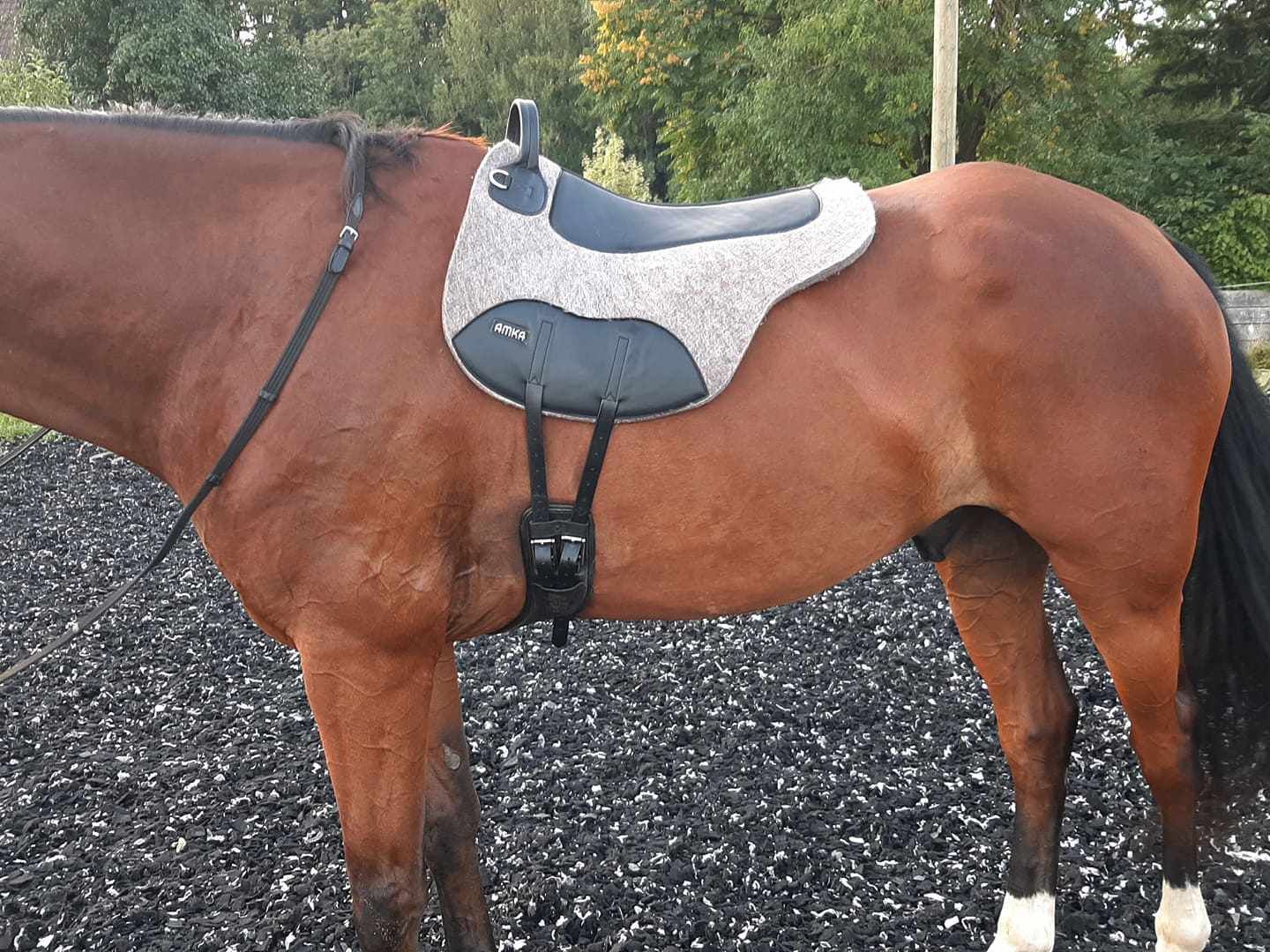 AMKA Reitkissen aus Filz