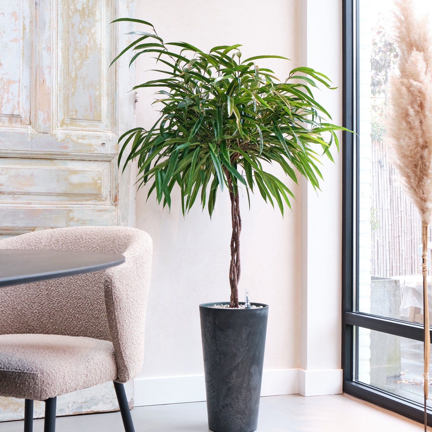 Rubberboom (Ficus binnendijkii 'Alii') D 27 H 120 cm