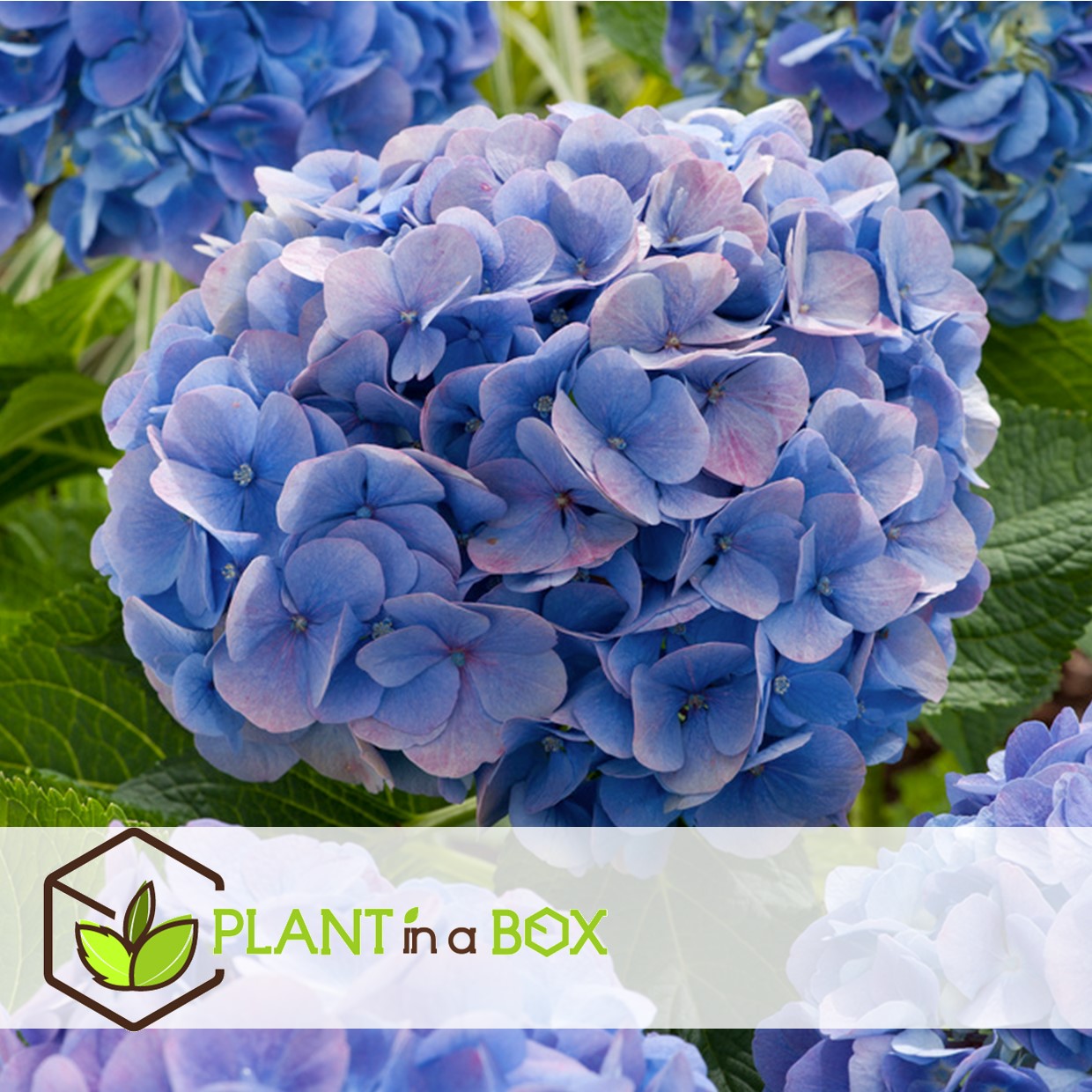 Hydrangea macrophylla - bleu - set de 3 - hortensia - pot 9cm - hauteur 25-40cm