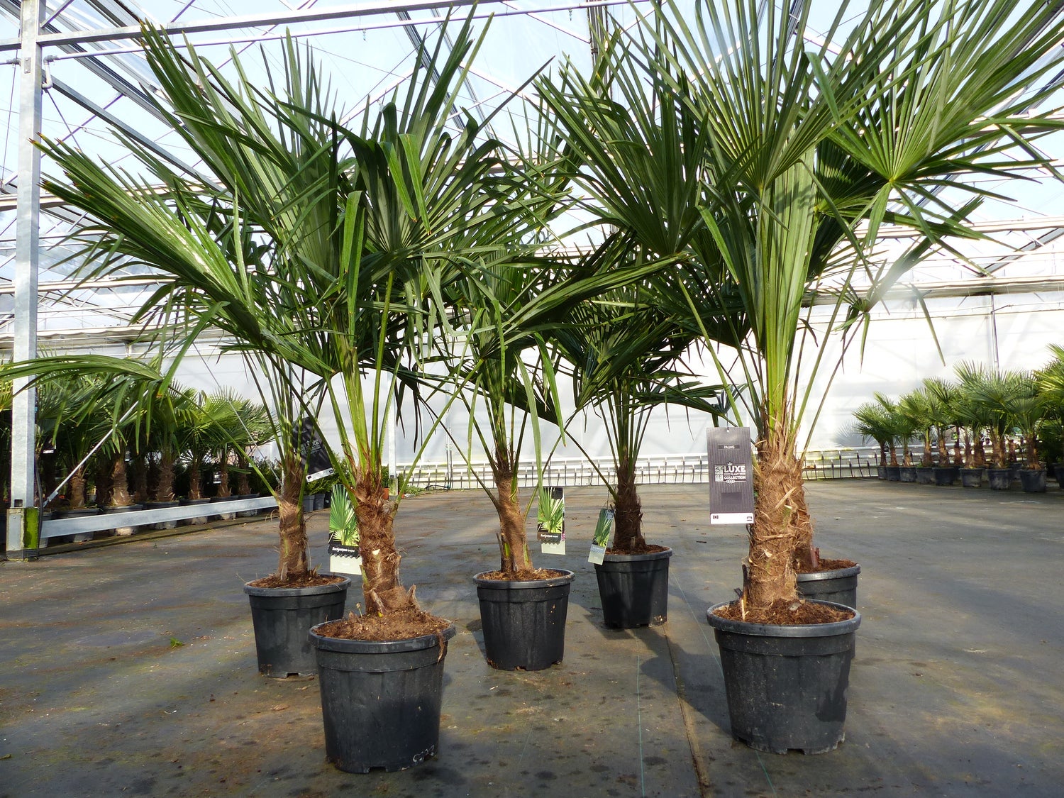 Trachycarpus fortunei 140 - 170 cm Palm, Chinese Windmill Palm, winterhard tot -18°C