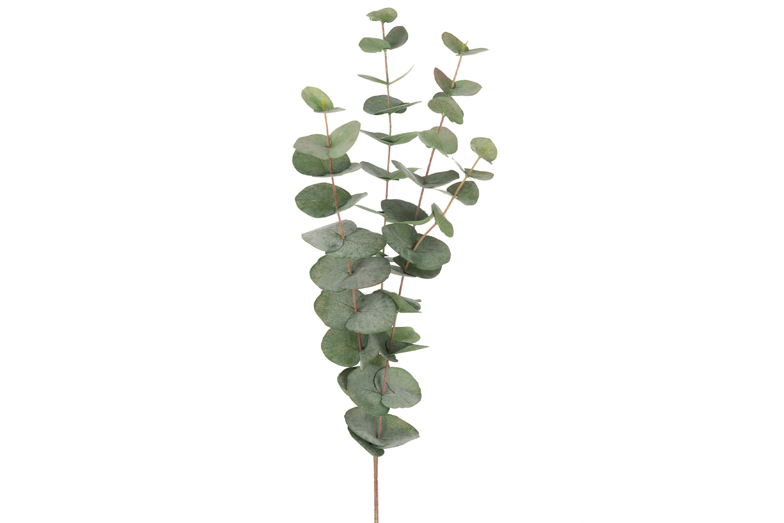 Eucalyptus kvist Grønn. H48 cm