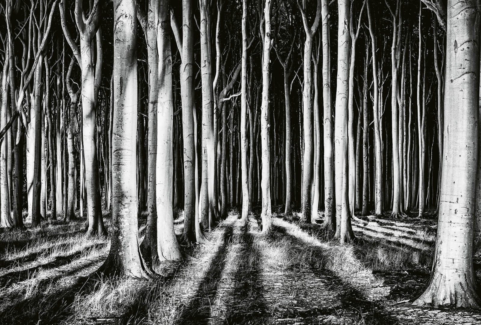 Fototapete DESIGNWALLS 2.0 - schwarz-weiß - Wald - 2,6 Meter