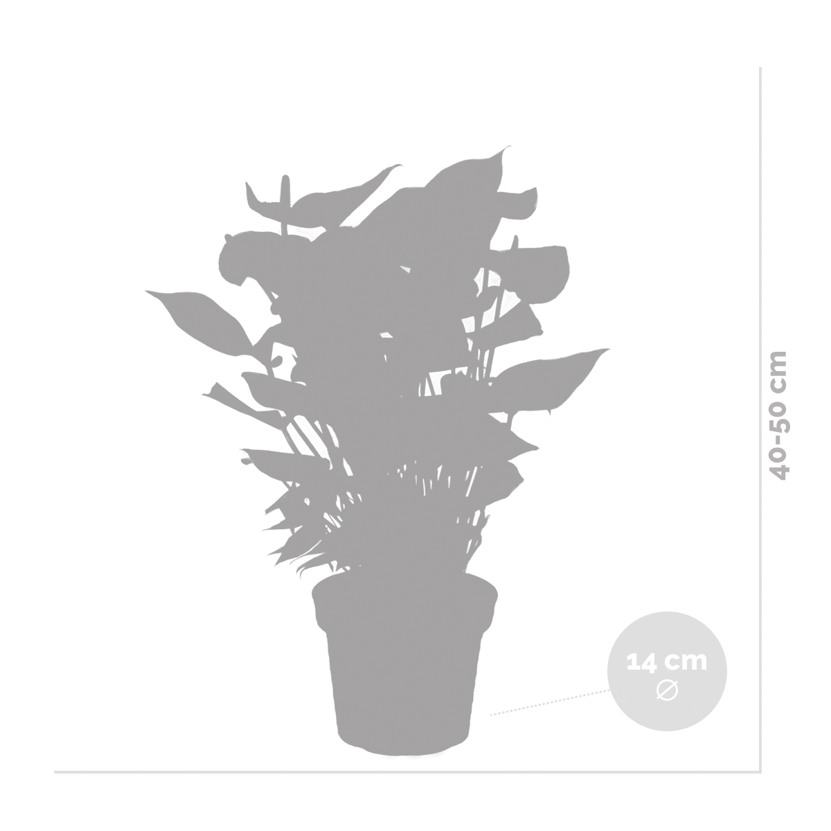 2x anthurium 'aristo' rose - flamingo plant - facile d'entretien - ⌀14 cm - ↕40-50 cm