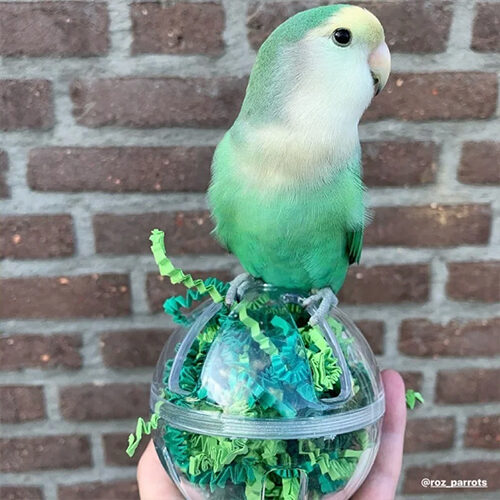 Petlala Buffet Ball