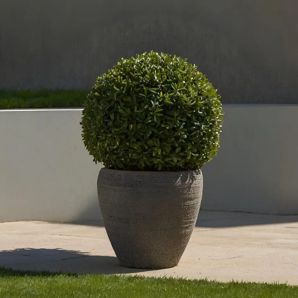 Japanse hulst - Ilex crenata 'Jenny' - Hoogte 30-40cm - ⌀17cm