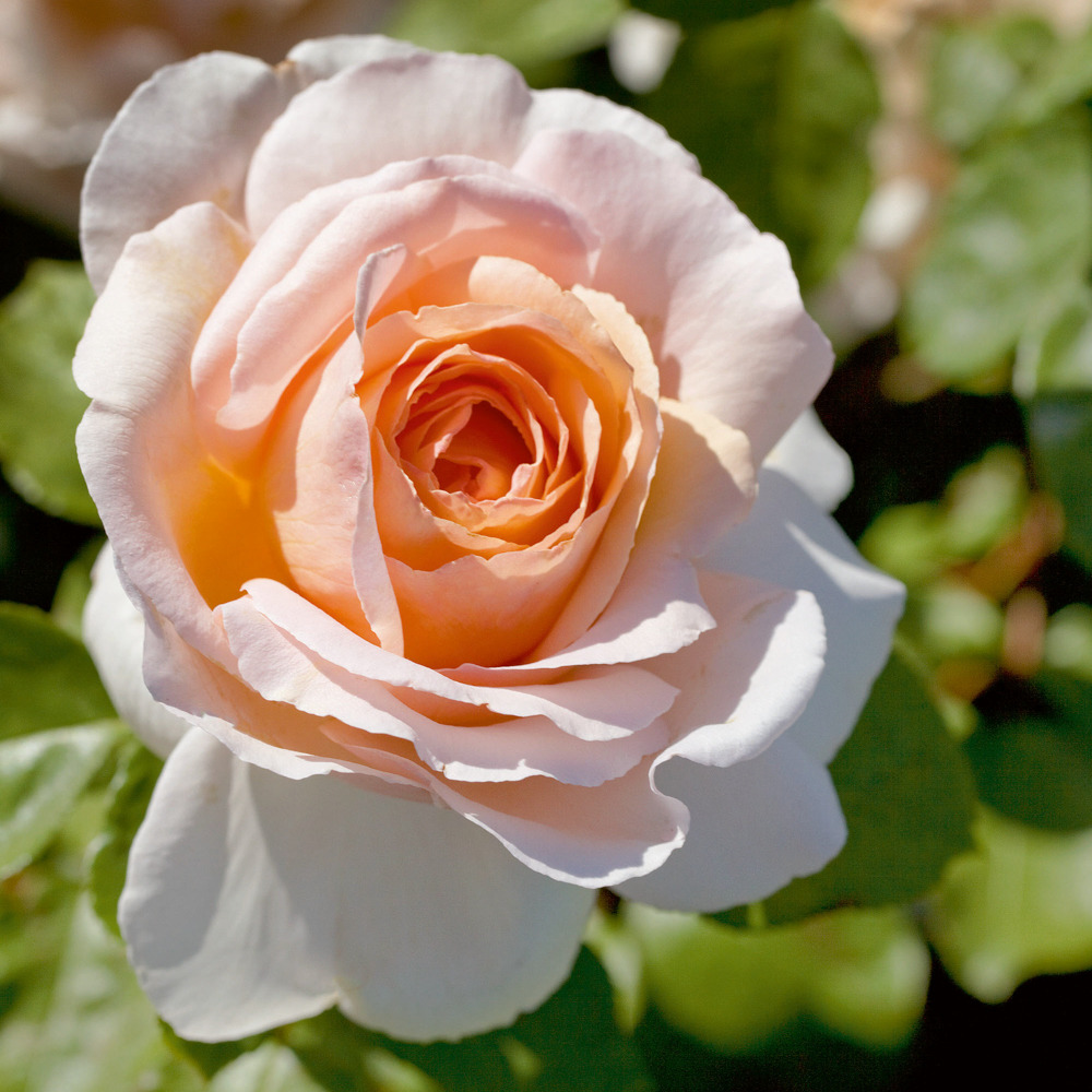 Rosier tige andre le notre ® meiceppus racine nue