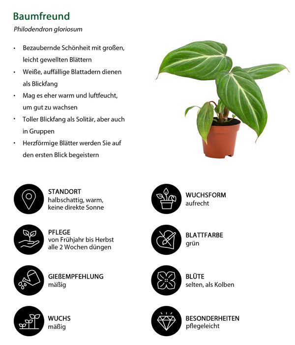 Zimmerpflanzen-Set Dschungelträume, 3-teilig