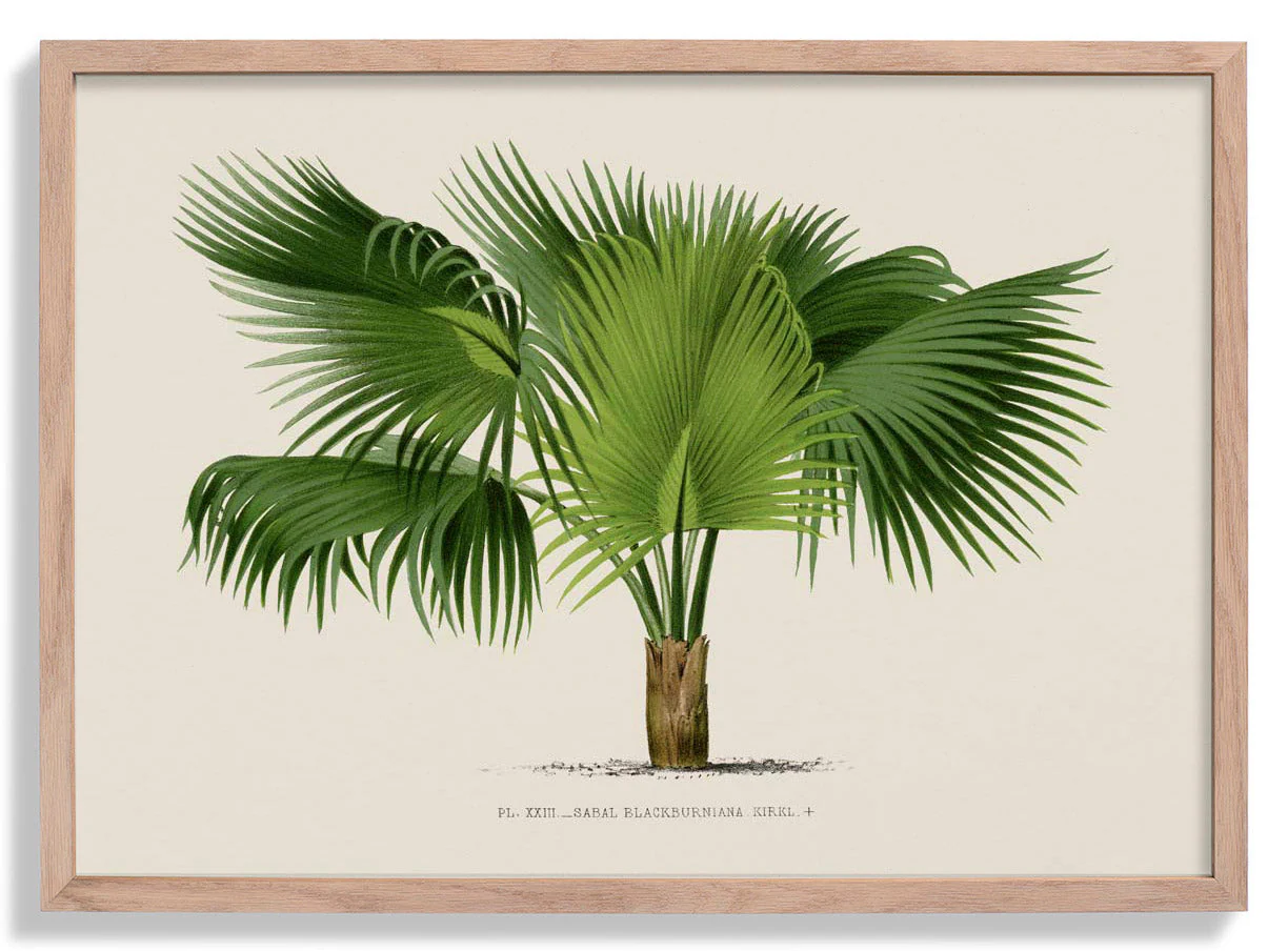 Sabal Blackburniana Palm Tree Kunstdruck