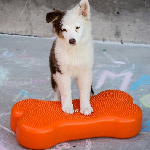 Plataforma de equilíbrio para animais de estimação laranja