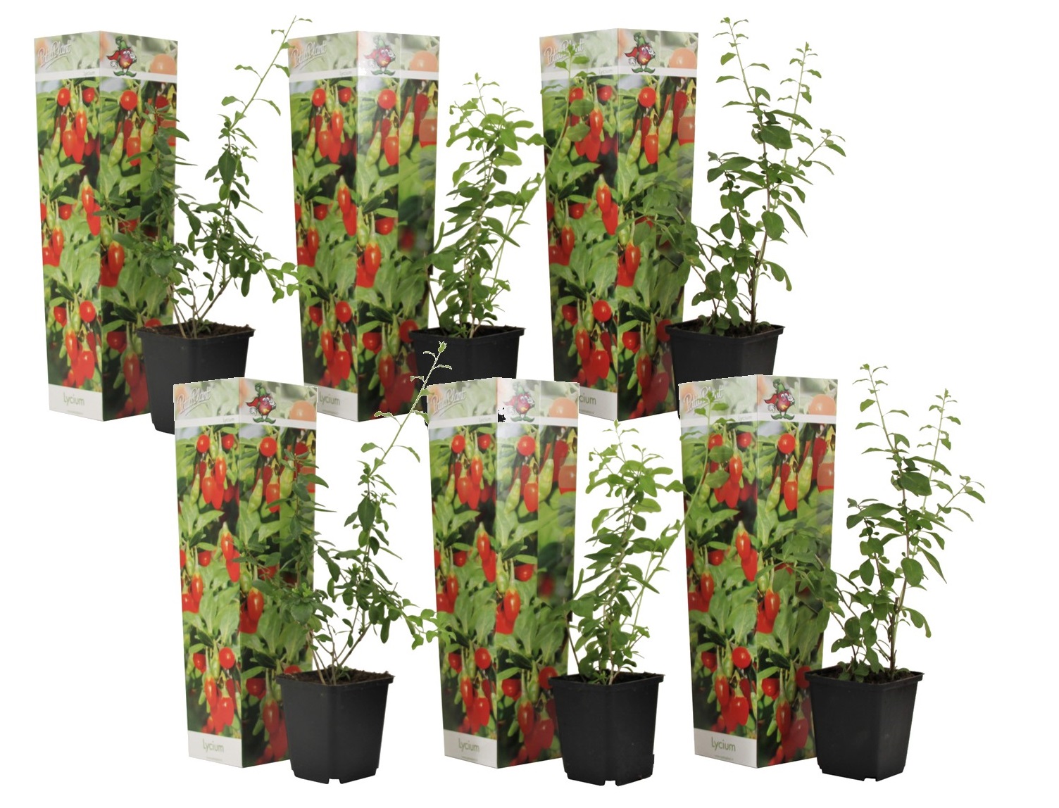 Lycium barbarum - set de 6 - plantes de goji - pot 9cm - hauteur 25-40cm