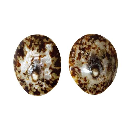 Coquillages d'allaitement - Taille L Marron - IRREVERSIBLE BIJOUX