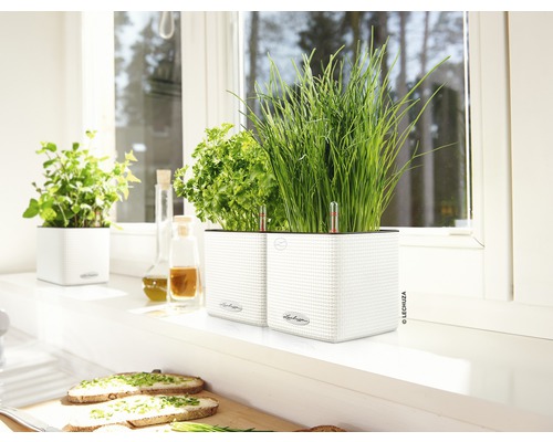 Lechuza Cube Color kunststof bloempot, 14x14x14 cm, wit, inclusief zelfbewateringssysteem en waterniveau-indicator