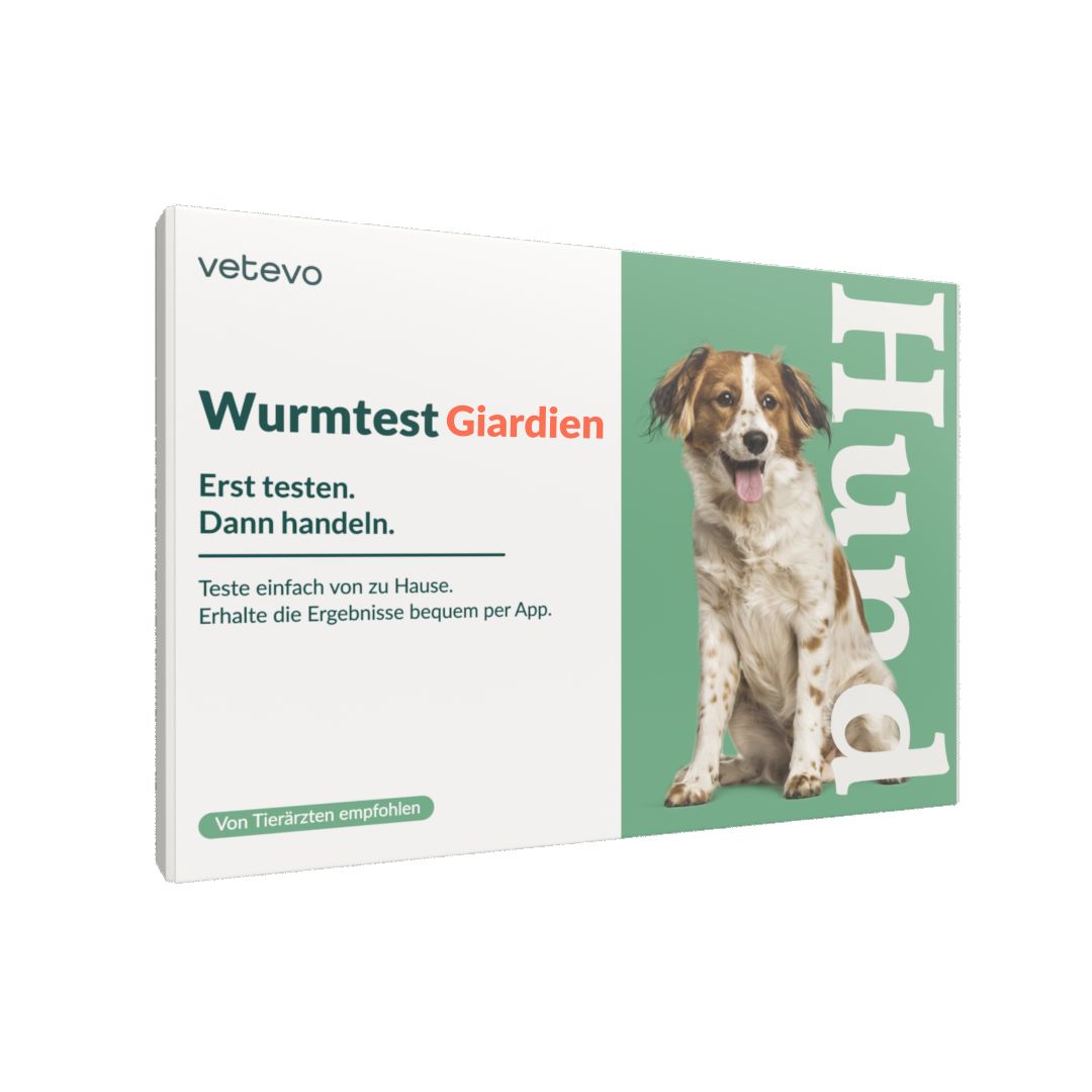 Giardientest Hund