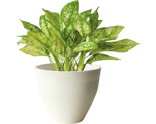 Lafiora plantenbak, kunststeen, Ø 35 cm, H 29 cm, witte steen