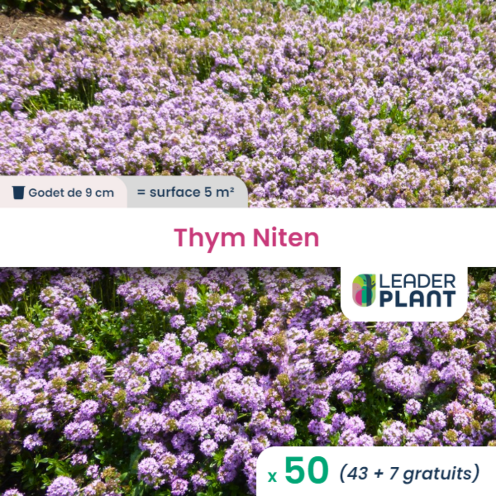 50 x thymus nitens en godet