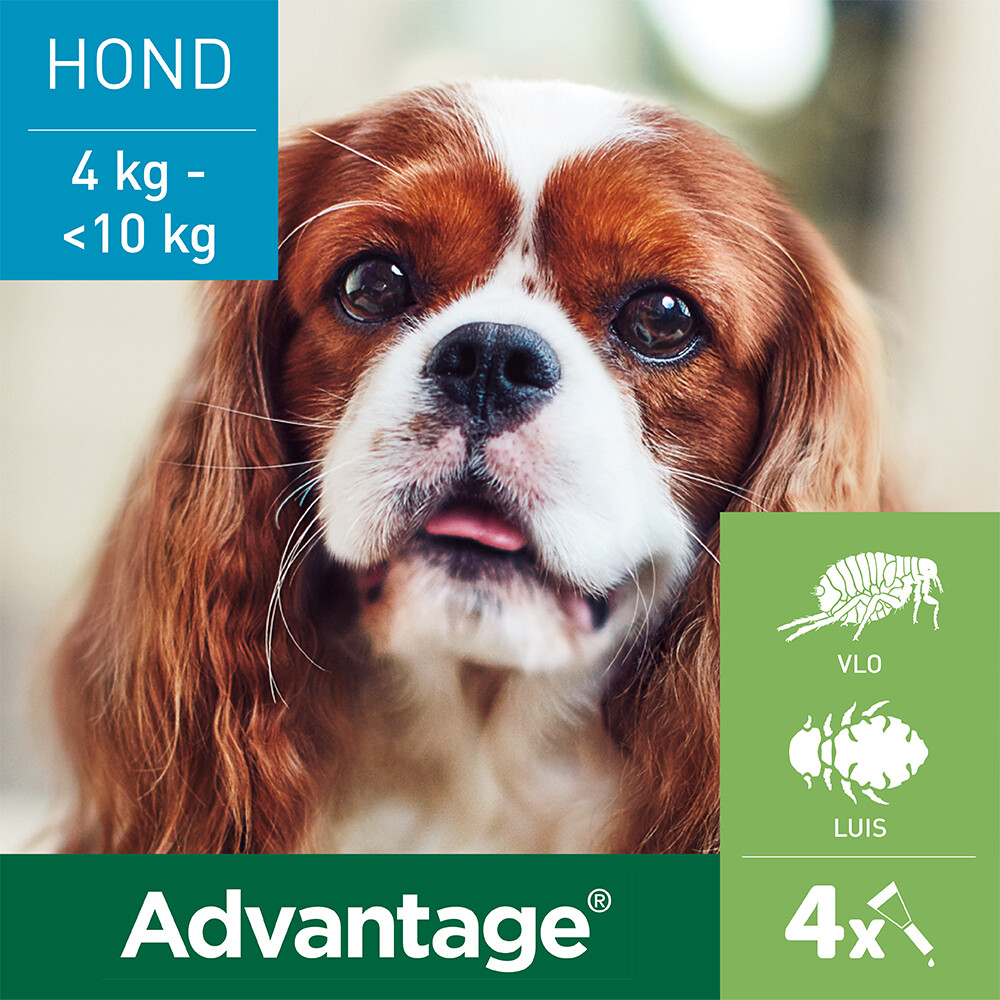 Advantage Anti Vlooiendruppels 100 Hond 4 - 10 kg4 pipetten