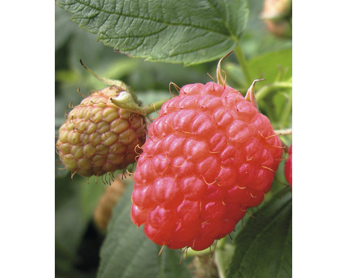 Biologische herfstframboos (Rubus idaeus 'Aroma Queen') Hoogte 30-40 cm, opbrengst 3,4 l; krachtige struik, produceert weinig uitlopers, zeer productief