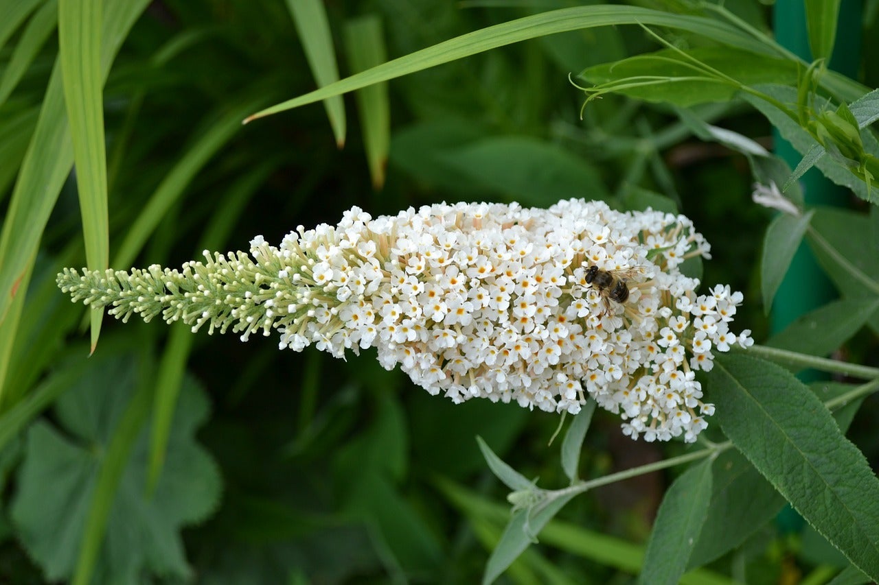 Dwergvlinderstruik (Buddleja davidii 'White Chip') D 12 H 30 cm
