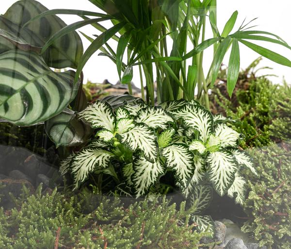 Flaschengarten DIY-Set Mini-Urwald, 8-teilig