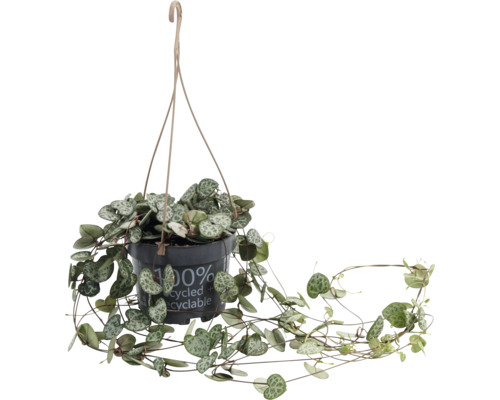 Ceropegia hangplant, FloraSelf, pot Ø 10 cm