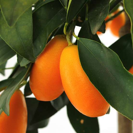 Kumquat h140/160cm : C35L