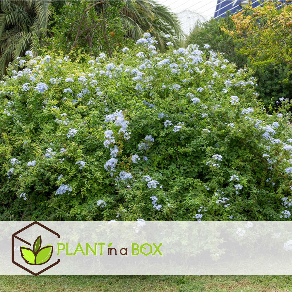Plumbago auriculata - set de 3 - hortensia grimpant - pot 9cm - hauteur 25-40cm