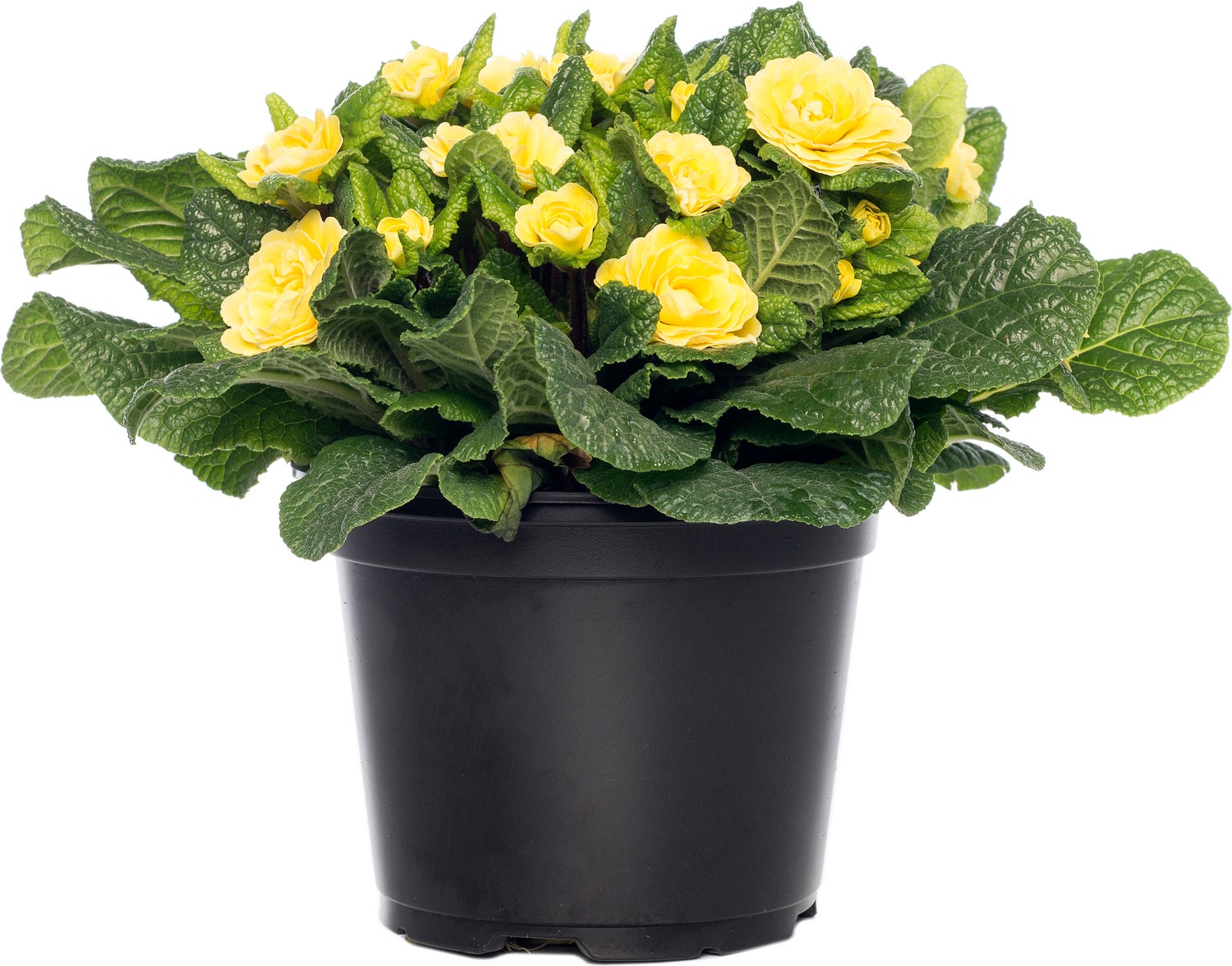 Sleutelbloem (Primula vulgaris 'Belarina') D 12 H 15 cm