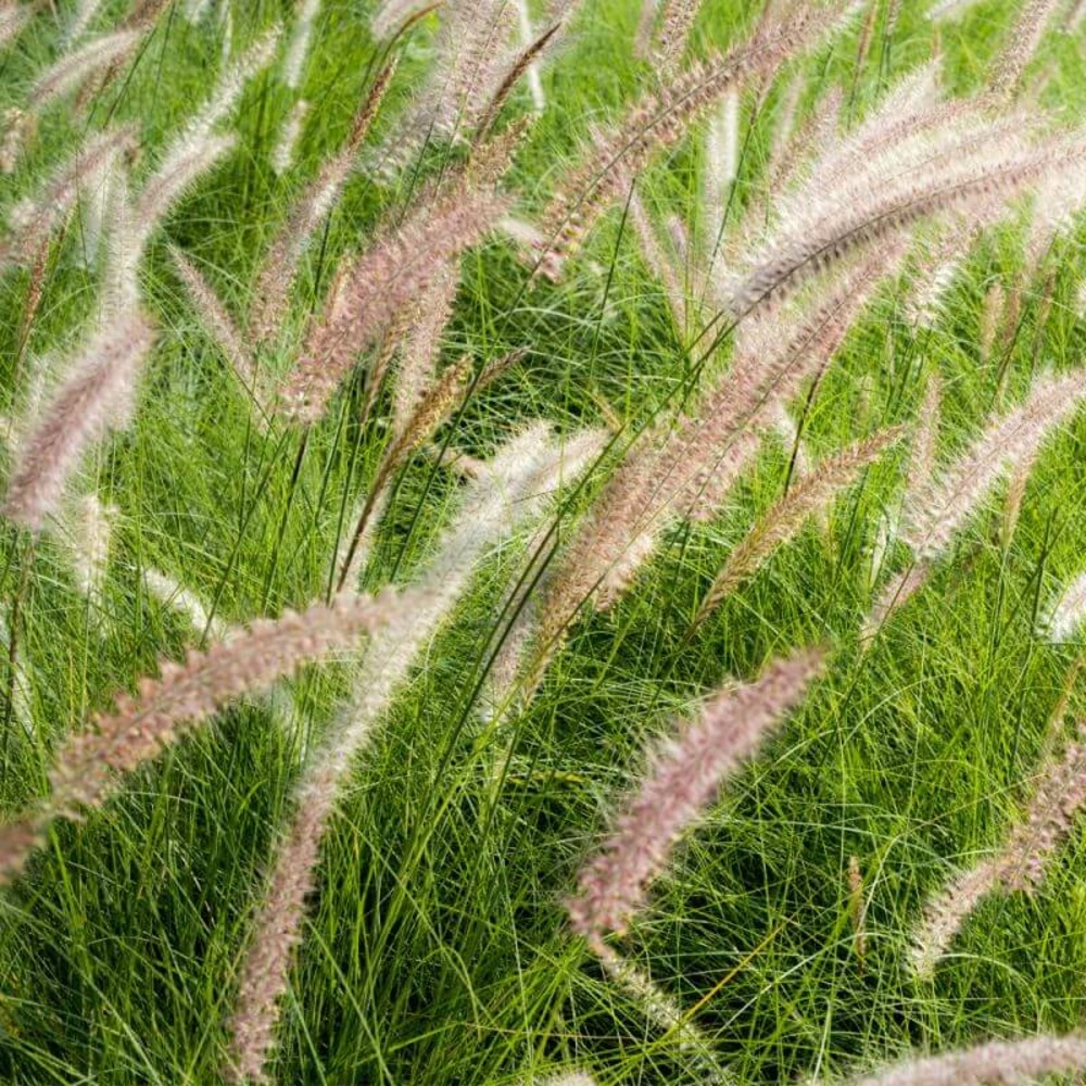 2 herbes aux écouvillons 'karley rose' (penisetum karley rose) - vendu par 2 - lot de 2 godets