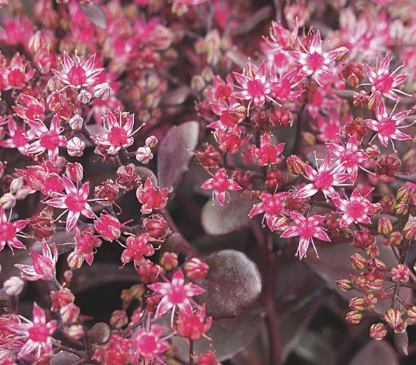 Fetthenne 'Red Canyon'