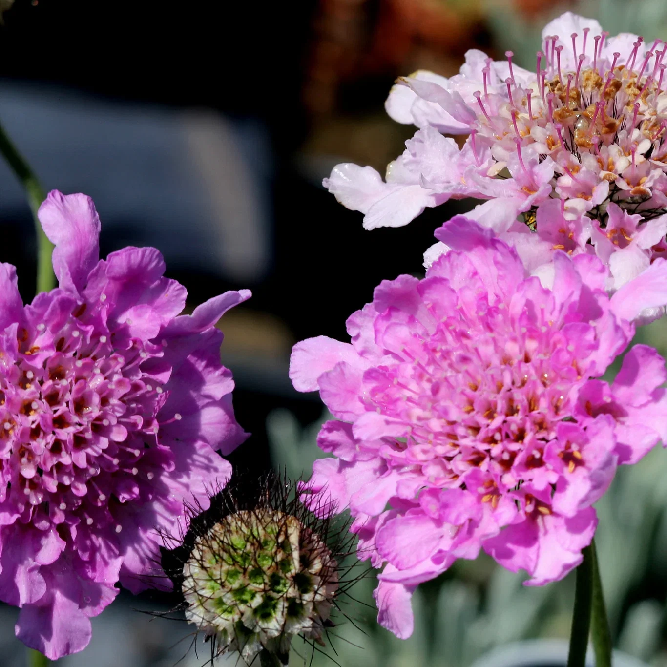 Scabiosa columbaria FLUTTER ROSE PINK ('Balfluttropi'PBR) Bakkeknapp FLUTTER ROSE PINK Ø17 cm