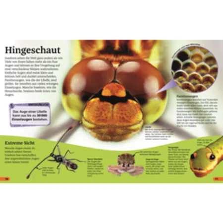 DK Verlag Superchecker! Insekten