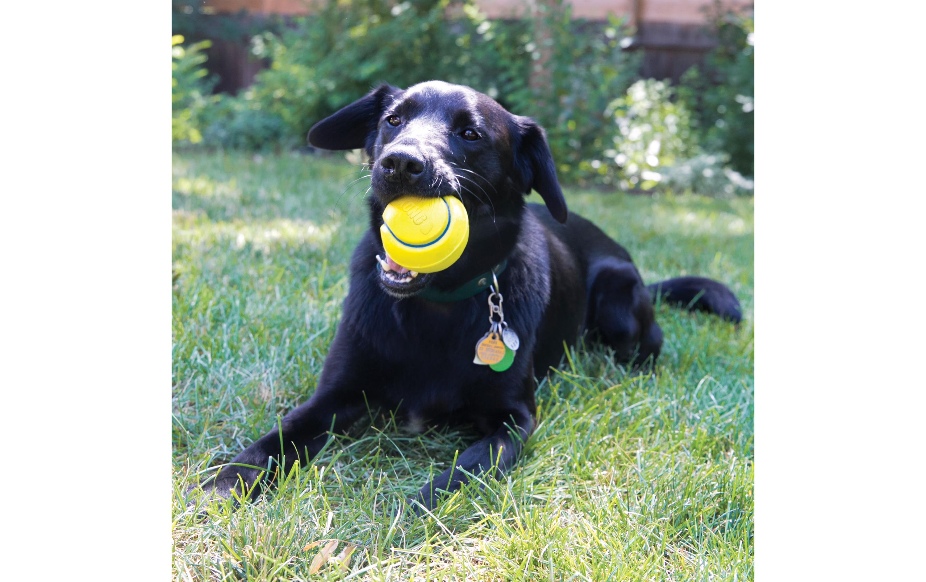 Hunde-Spielzeug Squeezz Tennis Ø 7 cm, assortiertHundespielzeug 2er Set Bälle