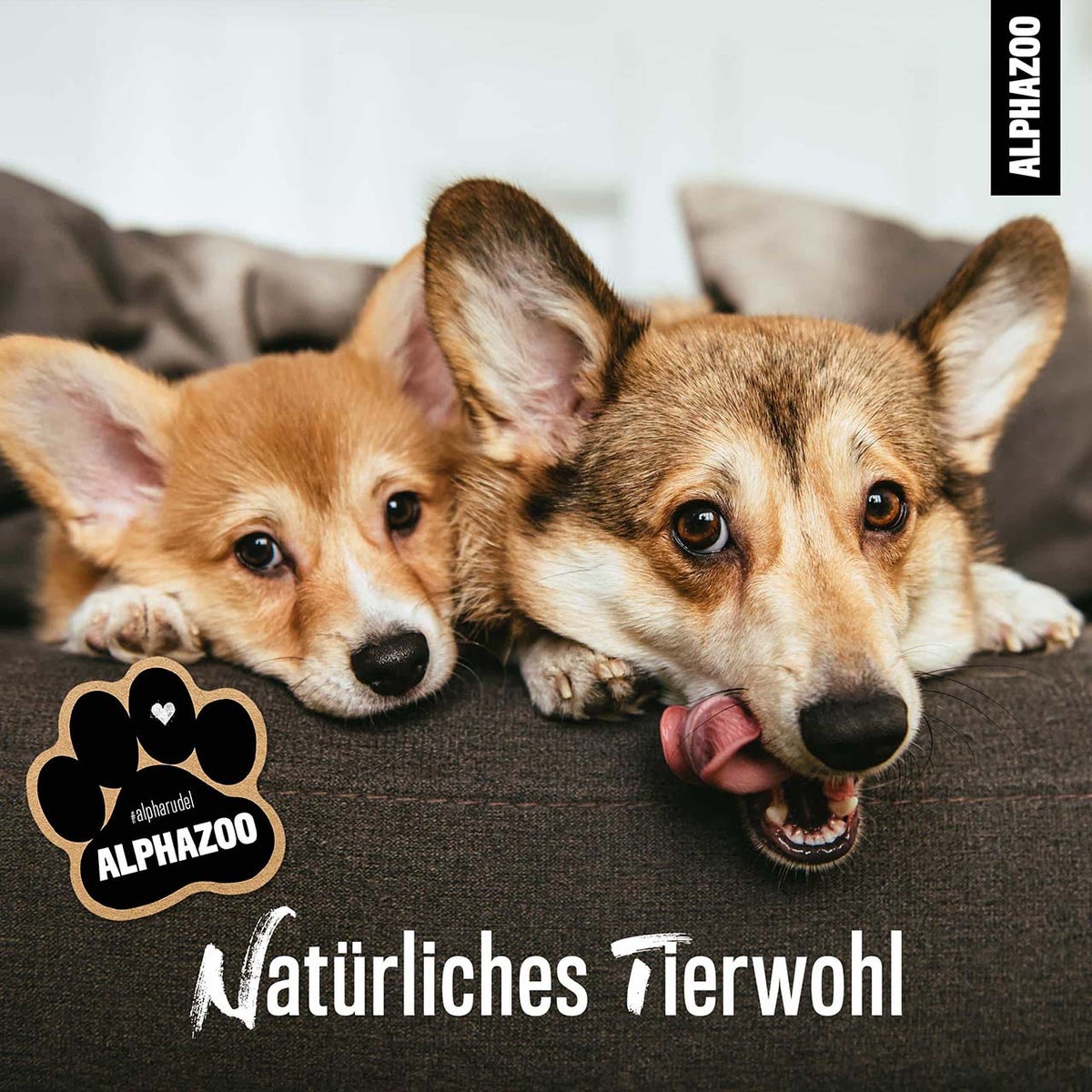 ALPHAZOO Panic Stop Bach Bloesem Remedies 15g voor Honden en Katten | Rescue Drops Globules