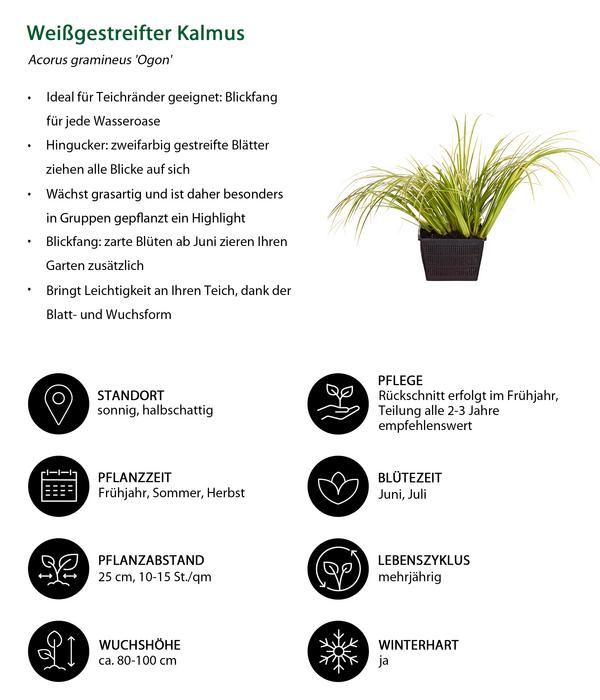 Weißgestreifter Kalmus 'Ogon'