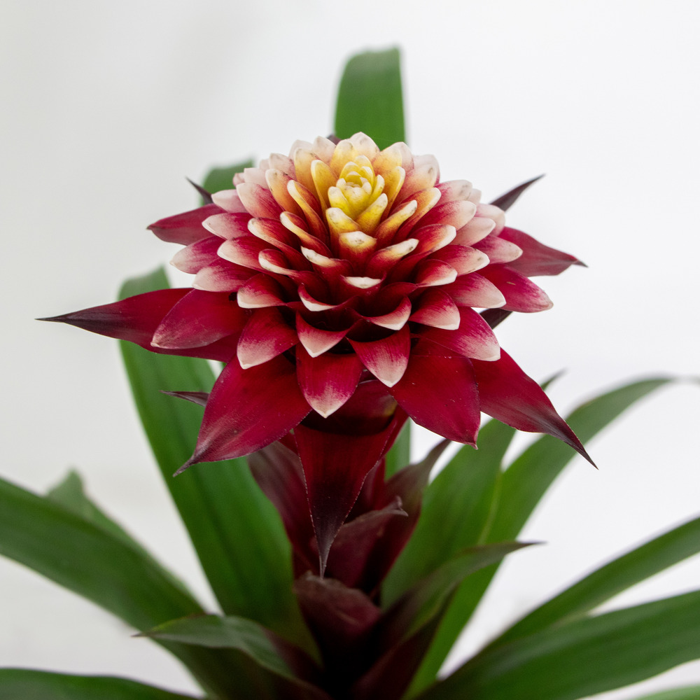 Guzmania fransesca – plante tube – plante d'intérieur – facile d'entretien – ⌀12 cm – ↕40-50 cm