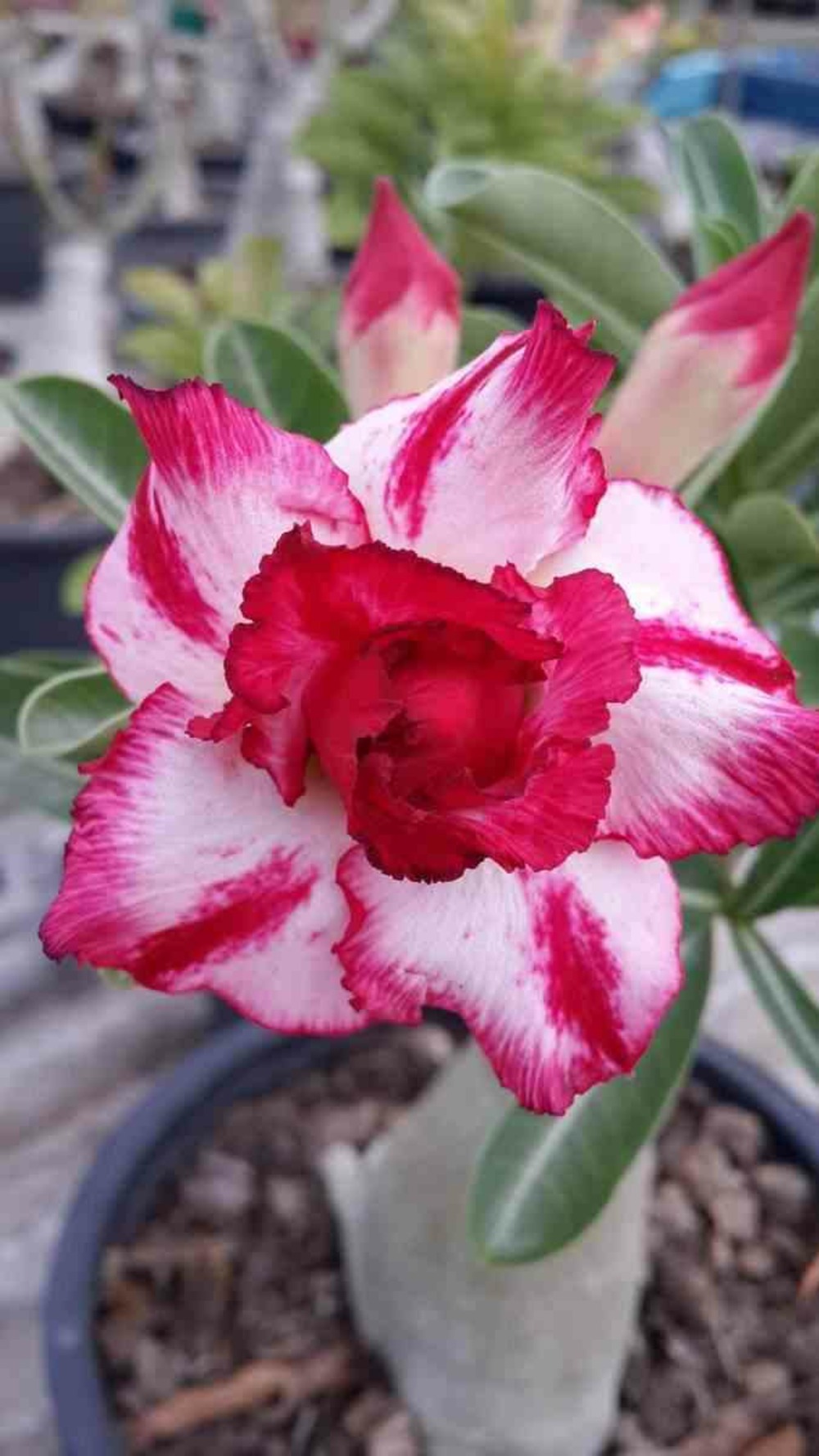 Adenium obesum cv.phet mongkon rose - taille caudex d'environ 300g 20/25cm