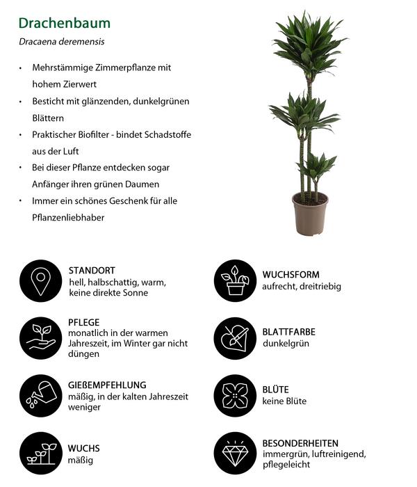 Drachenbaum - Dracaena deremensis compacta