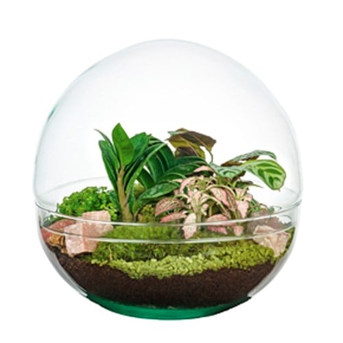 Terrarium rond fittonia