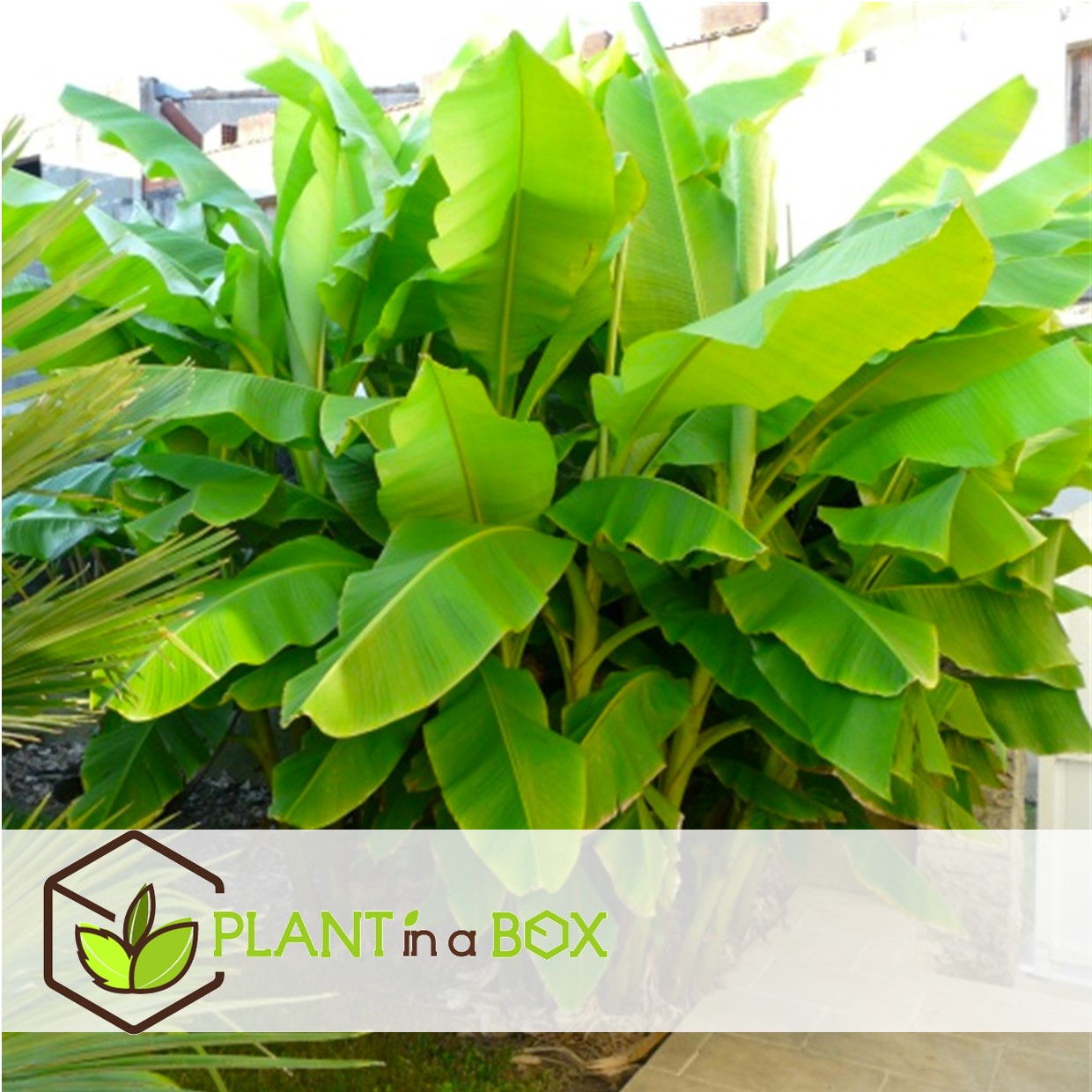 Musa basjoo - set de 3 - plante de banane - jardin - pot 9cm - hauteur 25-40cm