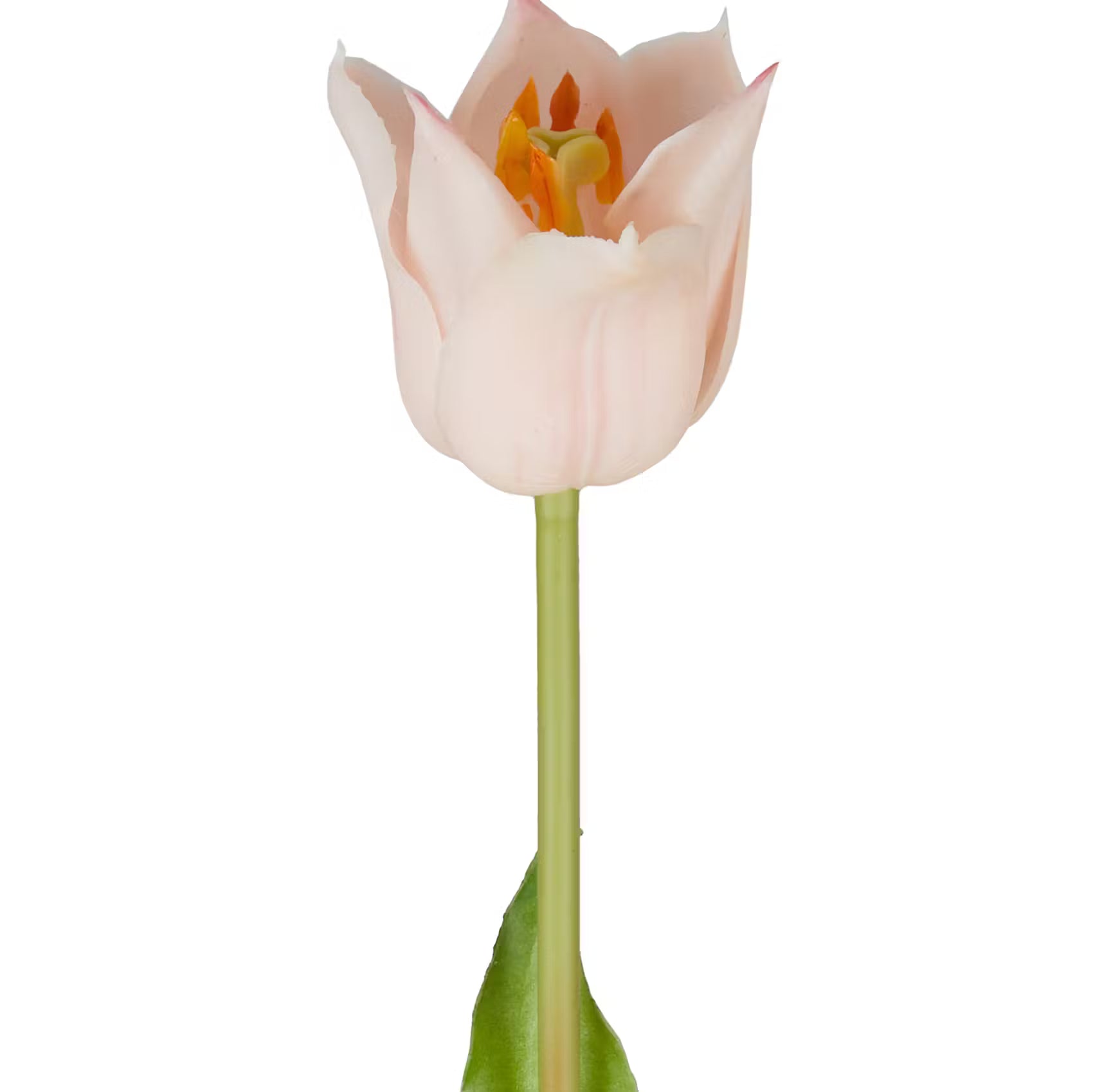 FLORISTA Tulpe 6er-Set