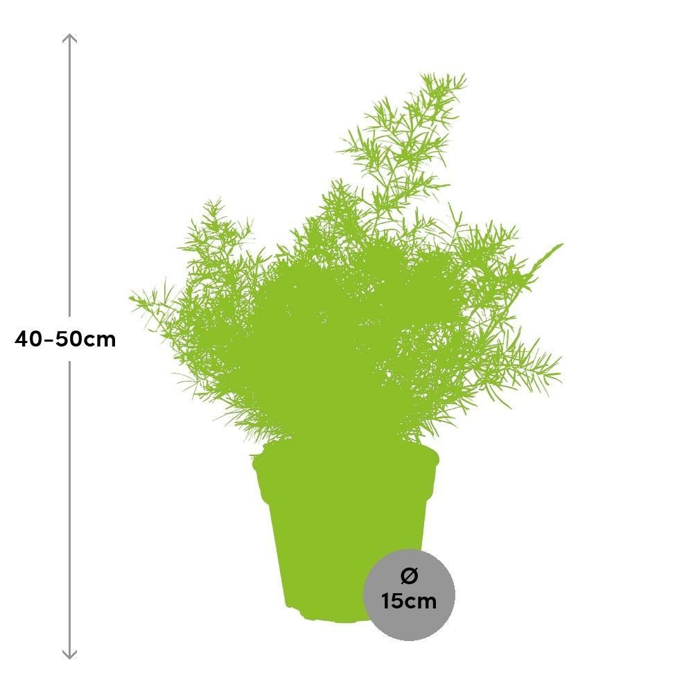 Plante d'intérieur - asparagus 'sprengeri' 45.0cm