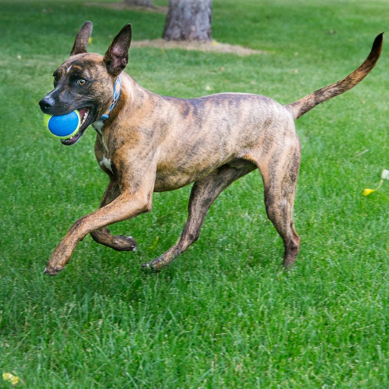 Balles KONG Ultra SqueakAir