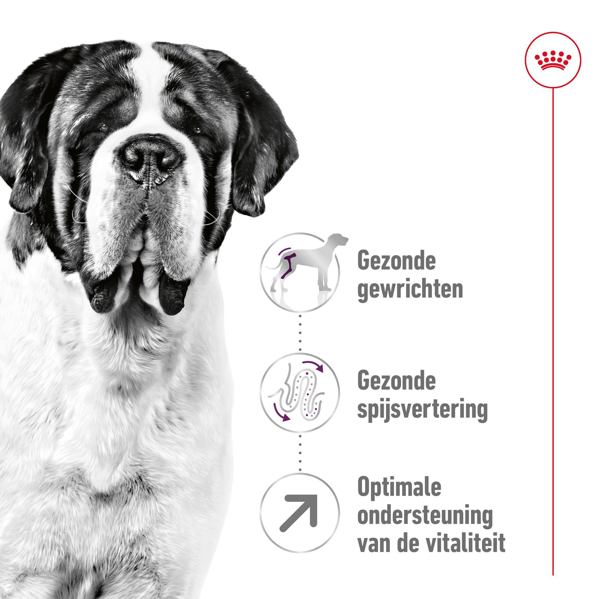 Royal Canin Giant Adult - Hondenvoer